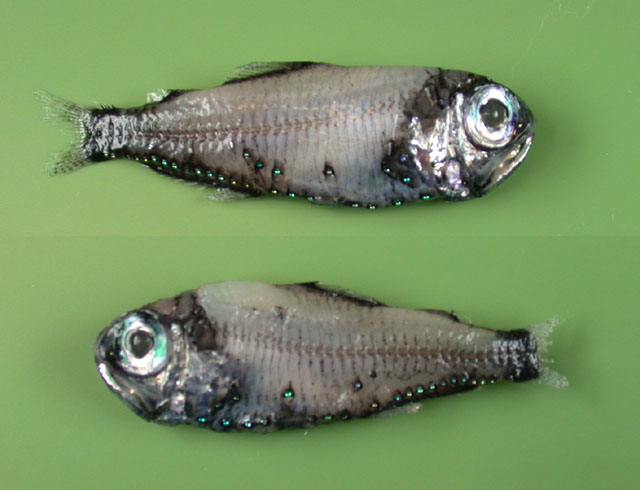Electrona risso (Cocco, 1829)